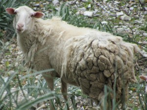 IMG_4574 (Medium)